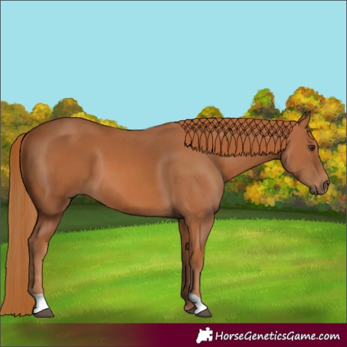 Horse Color:Chestnut 