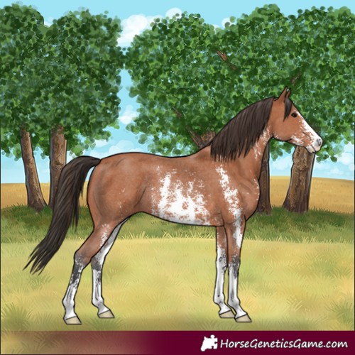 Horse Color:Bay Sabino Rabicano 