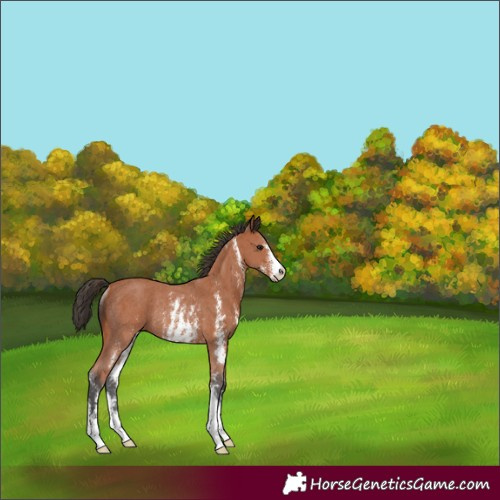 Horse Color:Bay Sabino Rabicano 