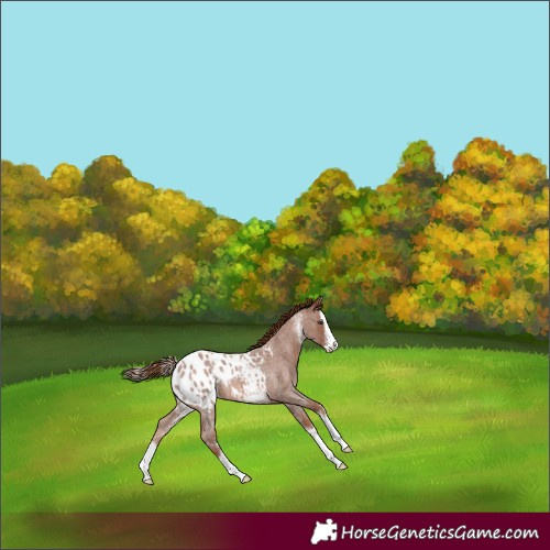 Horse Color:Red Roan Sabino Splash Appaloosa 