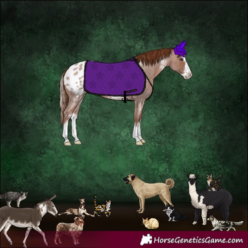 Horse Color:Red Roan Sabino Splash Blanket