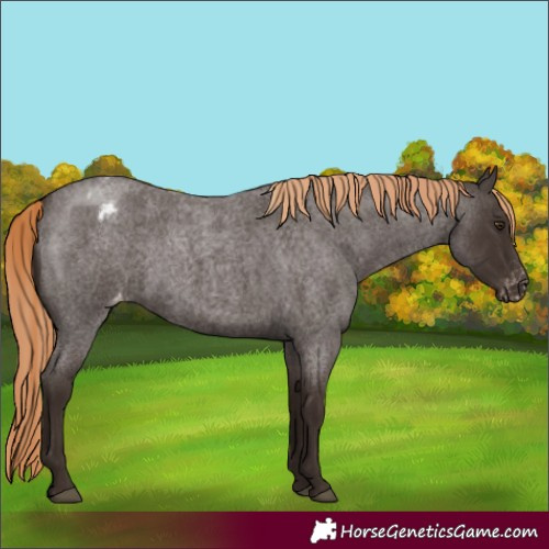 Horse Color:Liver Red Roan Appaloosa Rabicano 