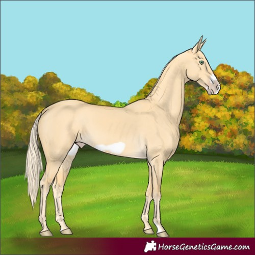 Horse Color:Gold Cream Champagne Dun Frame 