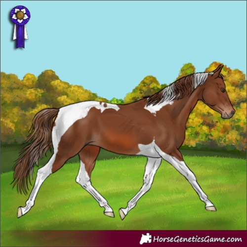 Horse Color:Chestnut Tobiano 