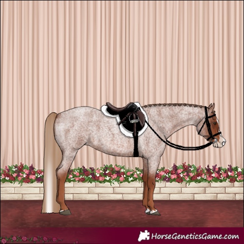 Horse Color:Red Roan Splash