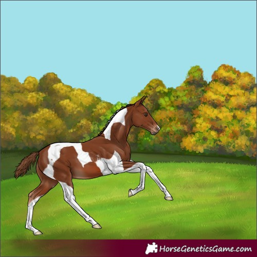 Horse Color:Chestnut Tobiano 