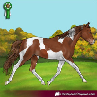 Horse Color:Chestnut Tobiano