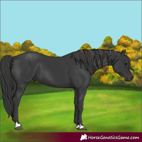 Horse Color:Black 
