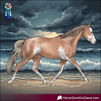 Horse Color:Gold Champagne Sabino 
