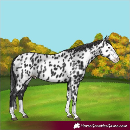 Horse Color:Black Splash Appaloosa 
