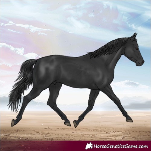 Horse Color:Black 