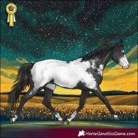 Horse Color:Black Sabino Snowcap Rabicano 