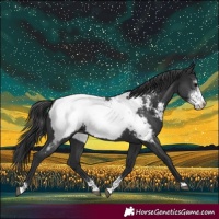 Horse Color:Black Sabino Appaloosa Rabicano