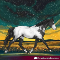 Horse Color:Black Sabino Snowcap Rabicano 