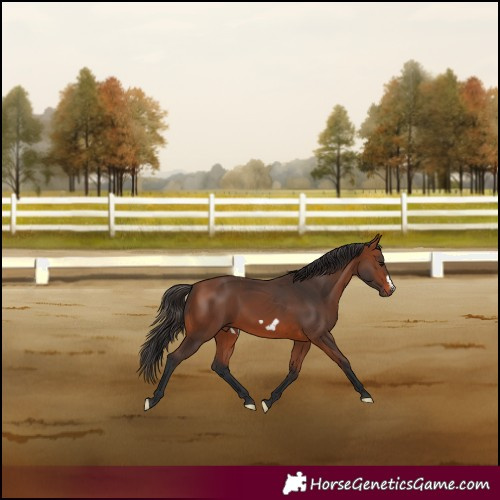 Horse Color:Bay Frame Rabicano 