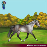 Horse Color:Gray Bay Tobiano