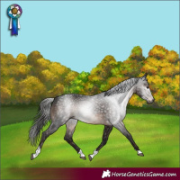 Horse Color:Gray Bay Tobiano