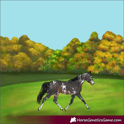 Horse Color:Gray White Spotted Brown Sabino 