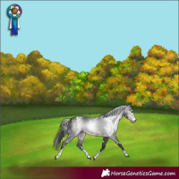 Horse Color:Gray White Spotted Brown Sabino 