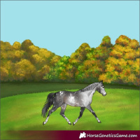 Horse Color:Gray White Spotted Brown Sabino 
