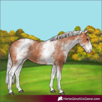 Horse Color:White Spotted Silver Bay Splash Appaloosa