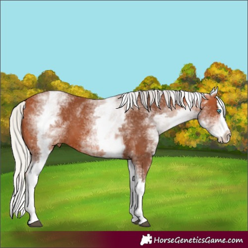 Horse Color:White Spotted Silver Bay Splash Appaloosa 