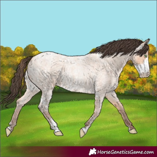 Horse Color:Amber Champagne Ice Roan Sabino 