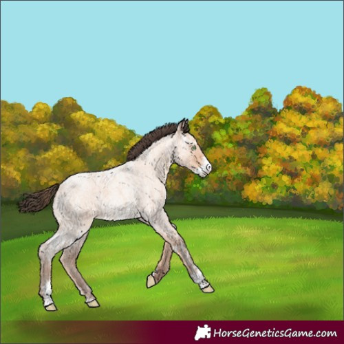 Horse Color:Amber Champagne Ice Roan Sabino 
