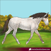 Horse Color:Amber Champagne Ice Roan Sabino