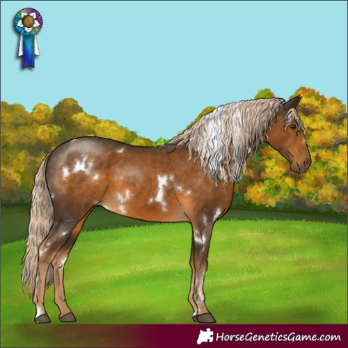 Horse Color:White Spotted Chocolate Palomino 
