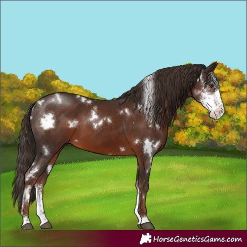 Horse Color:White Spotted Liver Chestnut Sabino
