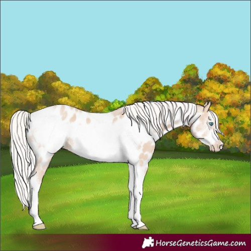 Horse Color:Silver Perlino Sabino Tobiano Frame Appaloosa Rabicano
