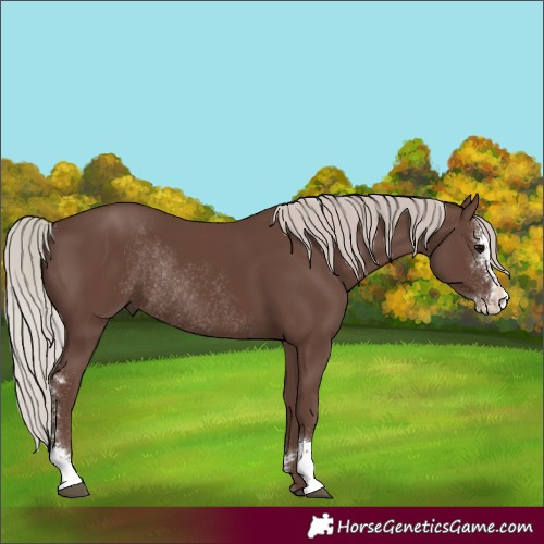 Horse Color:Silver Black Sabino Rabicano
