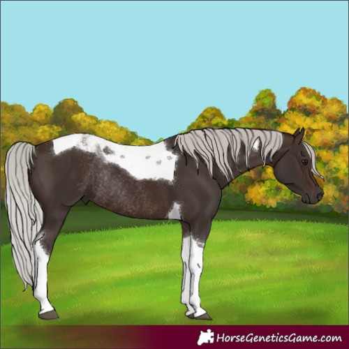 Horse Color:Silver Brown Tobiano Rabicano