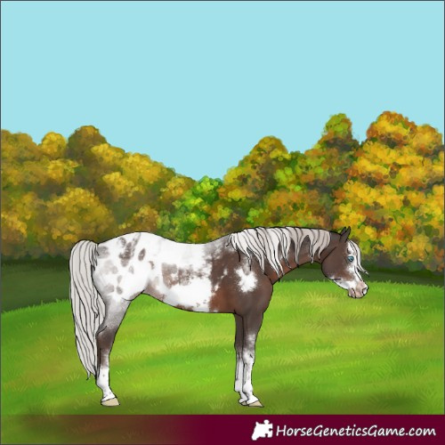 Horse Color:Powder White Silver Black Sabino Frame Appaloosa