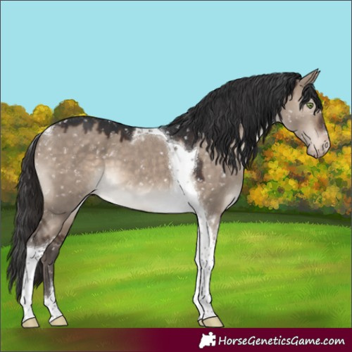 Horse Color:Brown Dun Mushroom Tobiano Appaloosa 
