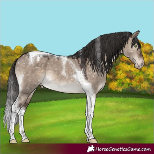Horse Color:Brown Dun Mushroom Tobiano Appaloosa
