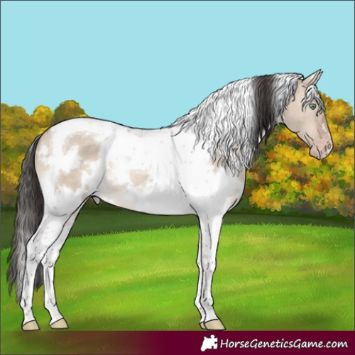 Horse Color:White Spotted Sable Champagne Dun Tobiano 