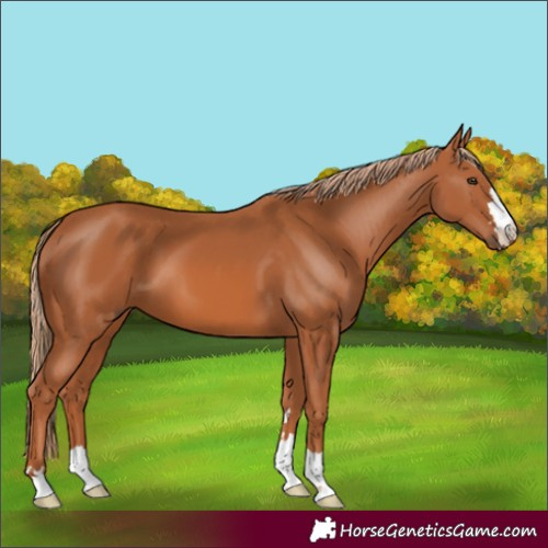Horse Color:Chestnut 