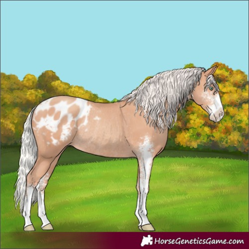Horse Color:Silver Sable Champagne Sabino Appaloosa Rabicano