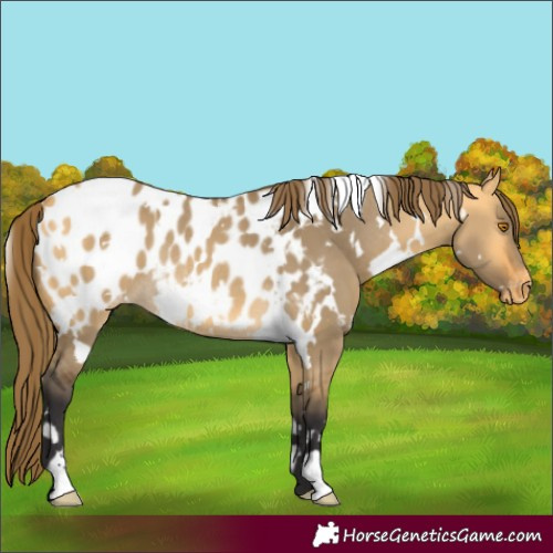 Horse Color:White Spotted Buckskin Dun Appaloosa Rabicano 