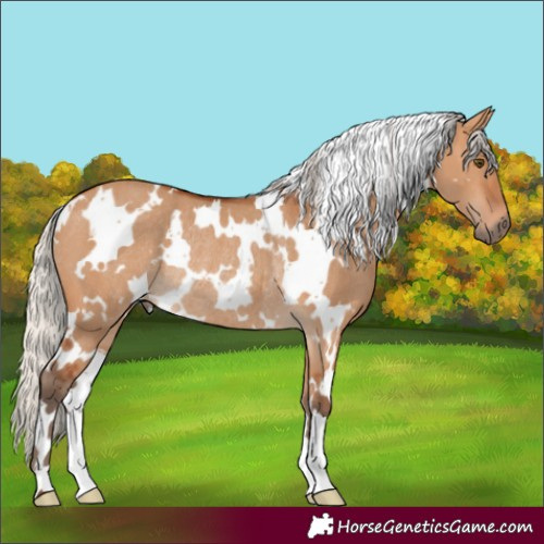 Horse Color:White Spotted Silver Bay Dun Rabicano 
