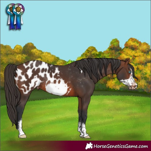 Horse Color:Brown Sabino Frame Appaloosa Rabicano
