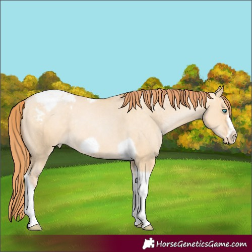 Horse Color:Buckskin Pearl Dun Tobiano Frame Appaloosa Rabicano 