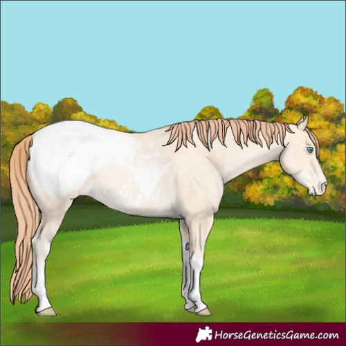 Horse Color:Sable Cream Champagne Pearl Tobiano Appaloosa 