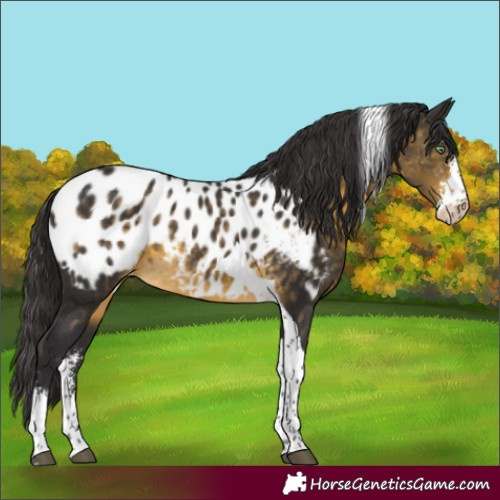 Horse Color:Buckskin Mushroom Sabino Tobiano Appaloosa Rabicano 
