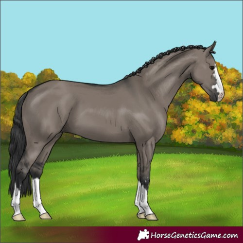 Horse Color:Grullo