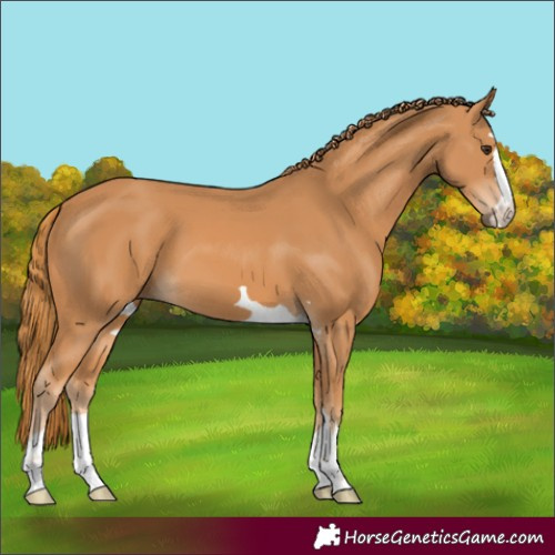 Horse Color:Chestnut 
