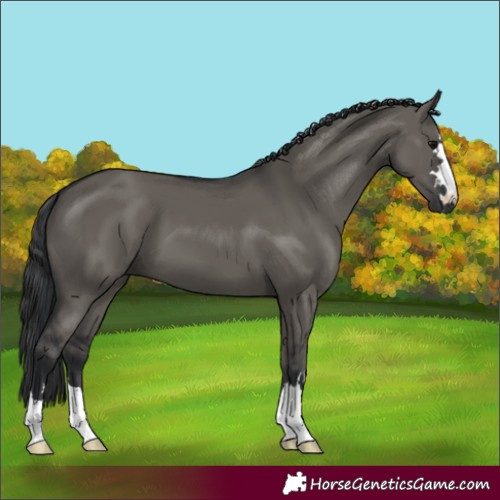 Horse Color:Grullo
