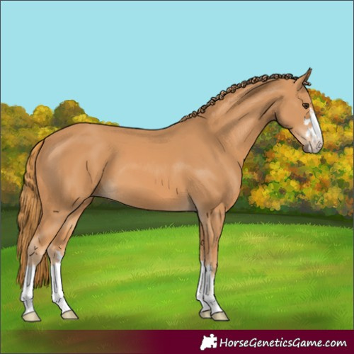 Horse Color:Chestnut 